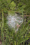 Michaux's milkweed